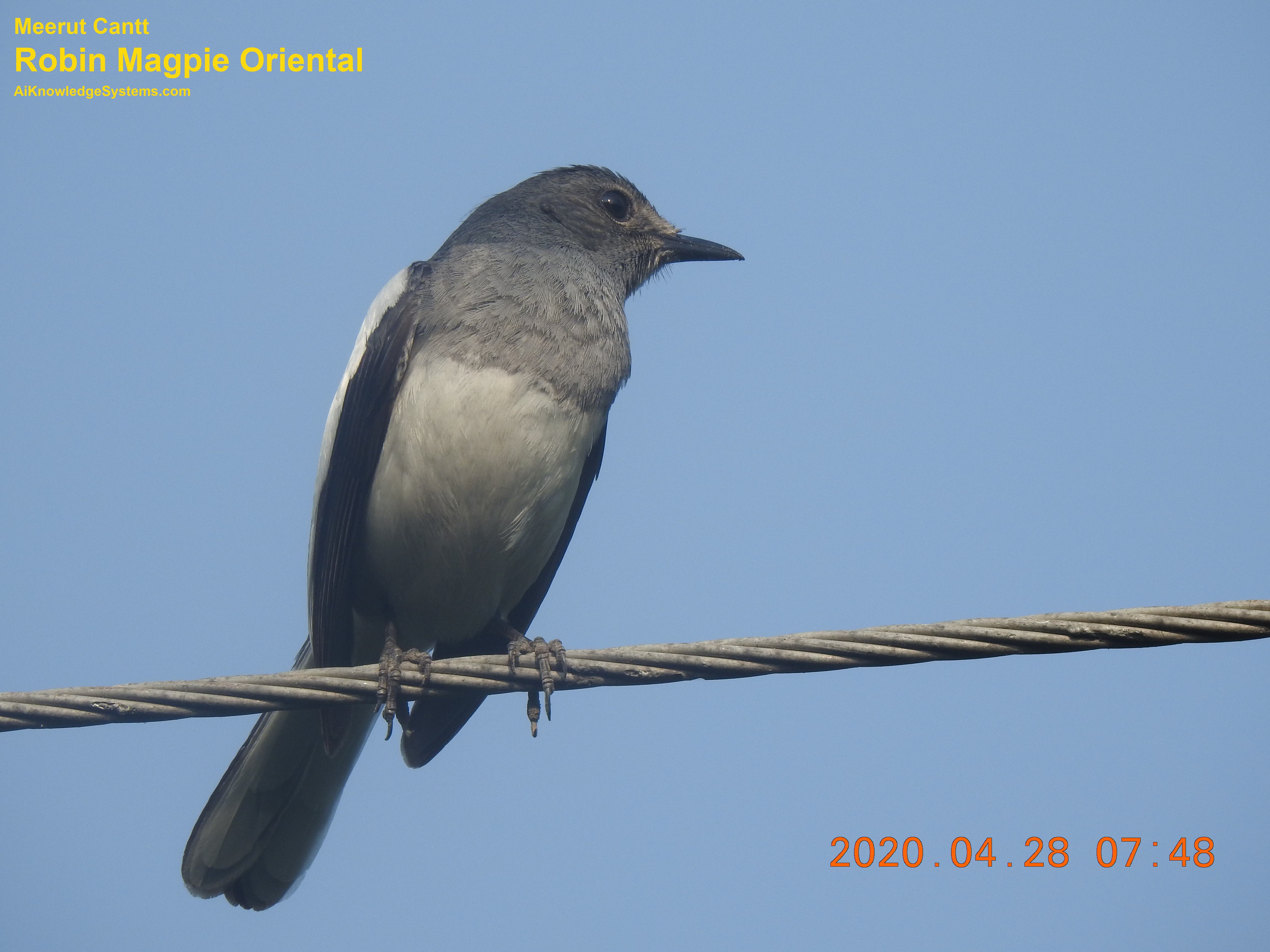 Magpie Robin (78) Coming Soon